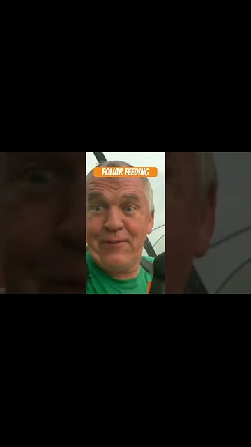 Rain won’t stop #bubba #giantpumpkin #foliar