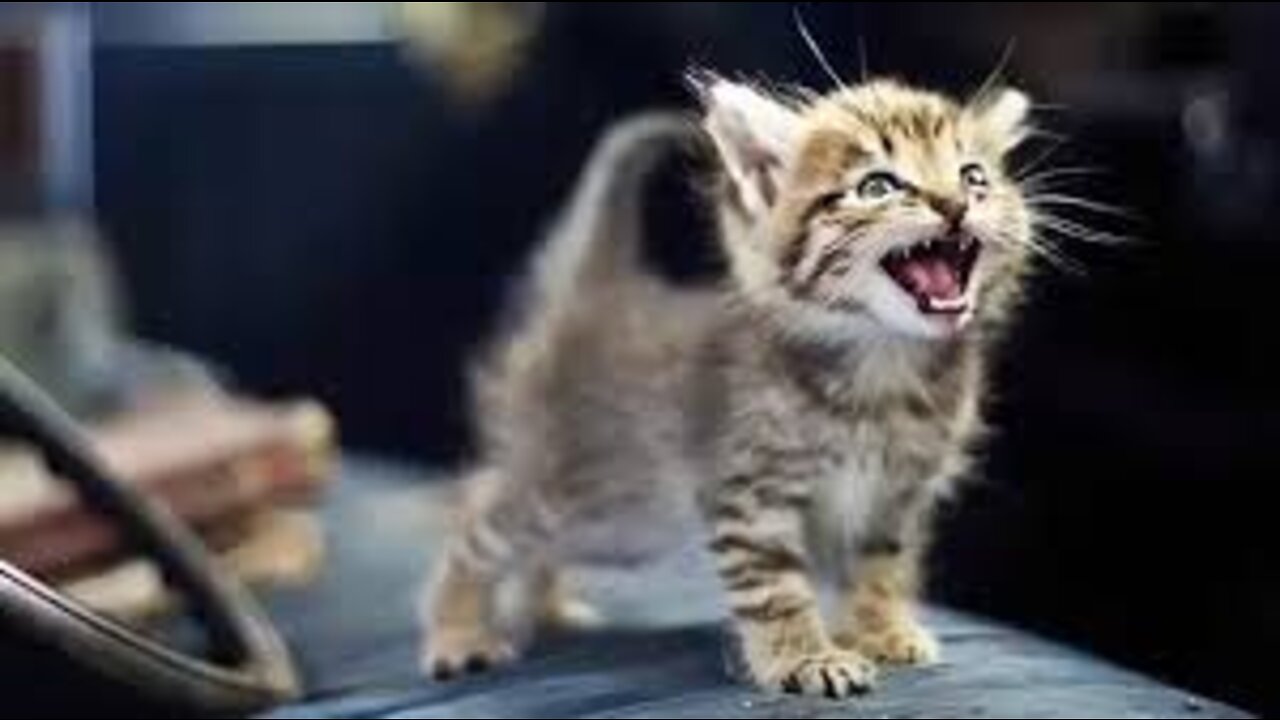 Cat Talk! 2022