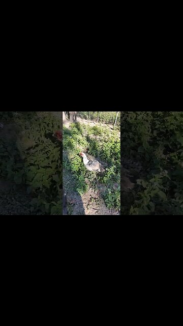 What happened to Danny's feathers ?