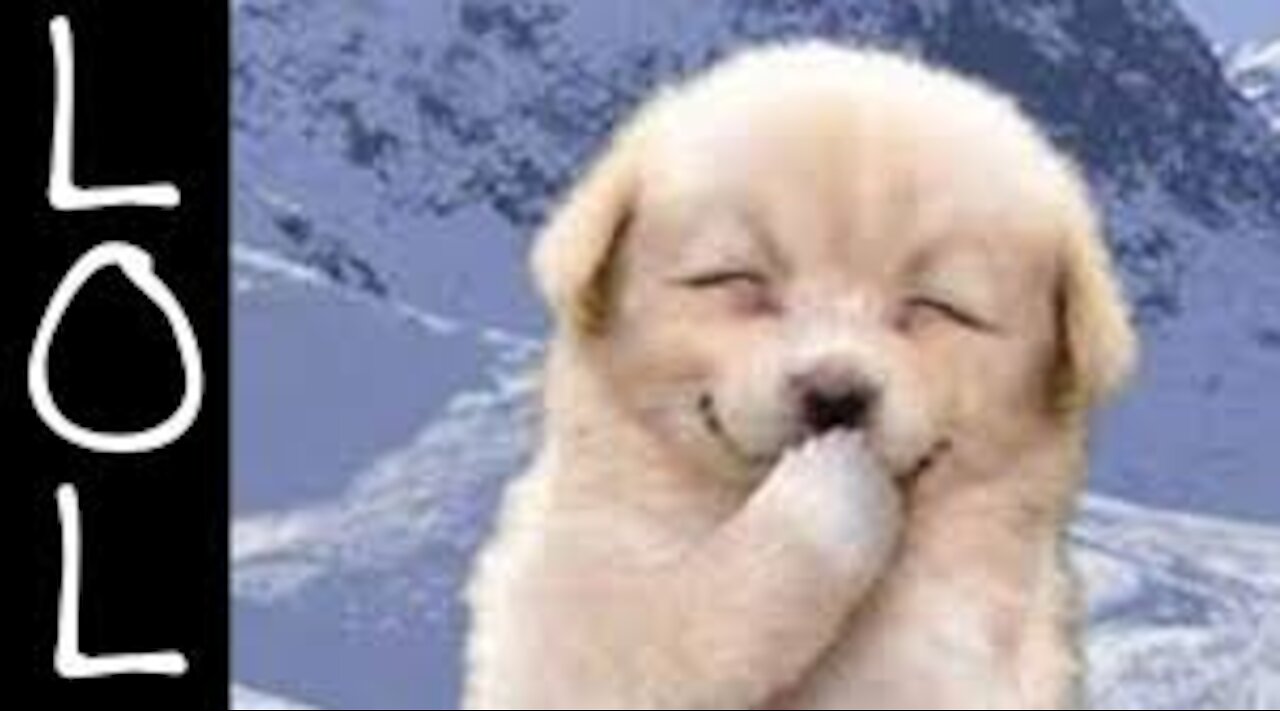 smart funny and cute videos of dogs and their puppies