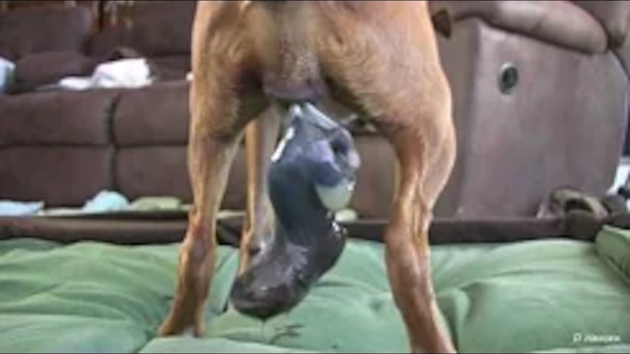 Dog Gave An Amazing Birth!!