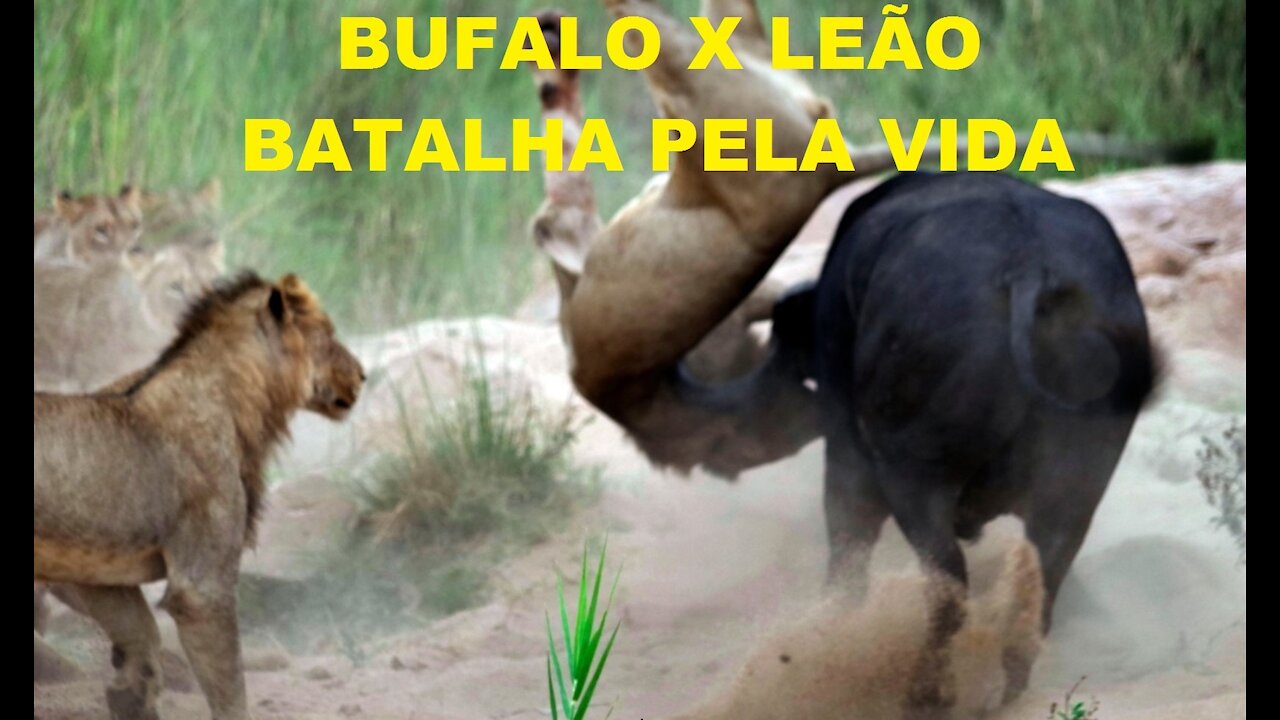 buffalo x lion battle for life