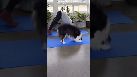 Yoga Canina 🐶