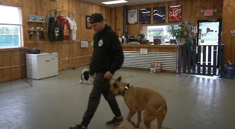 How to Get Your Re-active Dog Under Control While on a Walk