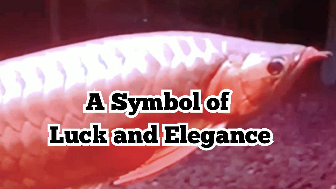 "Super Red Arowana: A Symbol of Luck and Elegance"