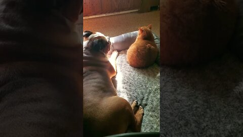 Cat & Bulldog Brothers