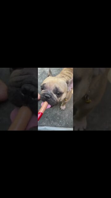 Simple lunch with the dog and the poor owner 🤱