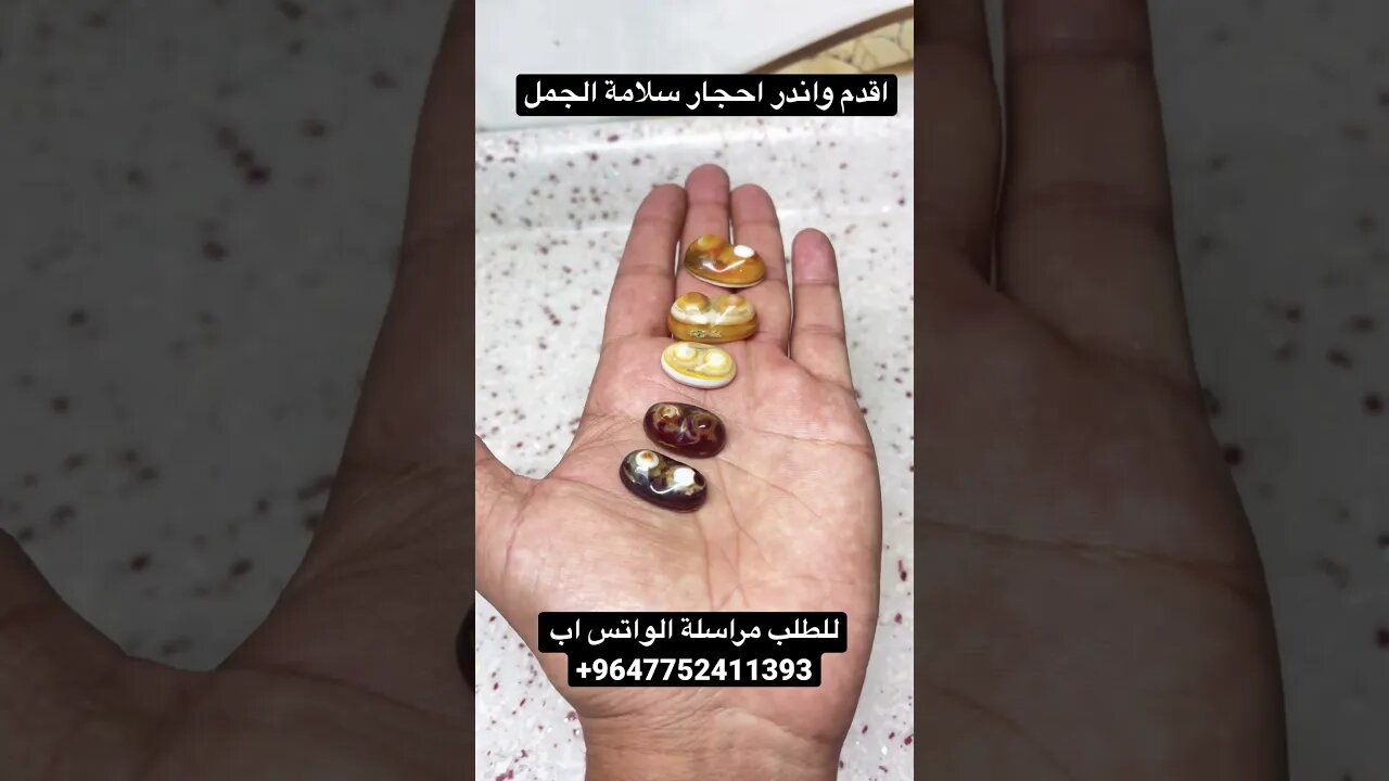 سليماني سلامة الجمل