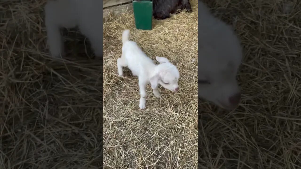Baby Goat TV and these are fresh picked #farmlife #homesteading #cherokee #blessed #babygoats
