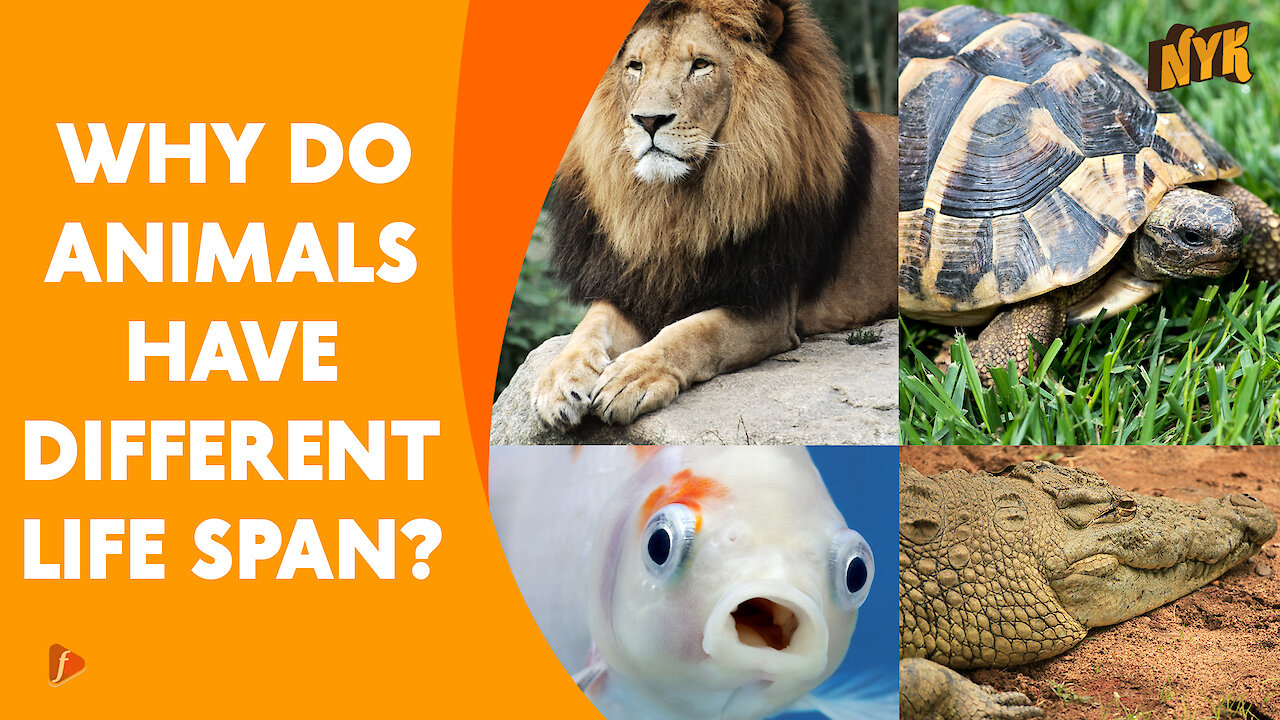 Why Do Animal Have Different Life Span *