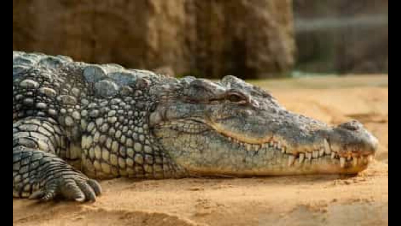 Alligators do the "bottle cap challenge"