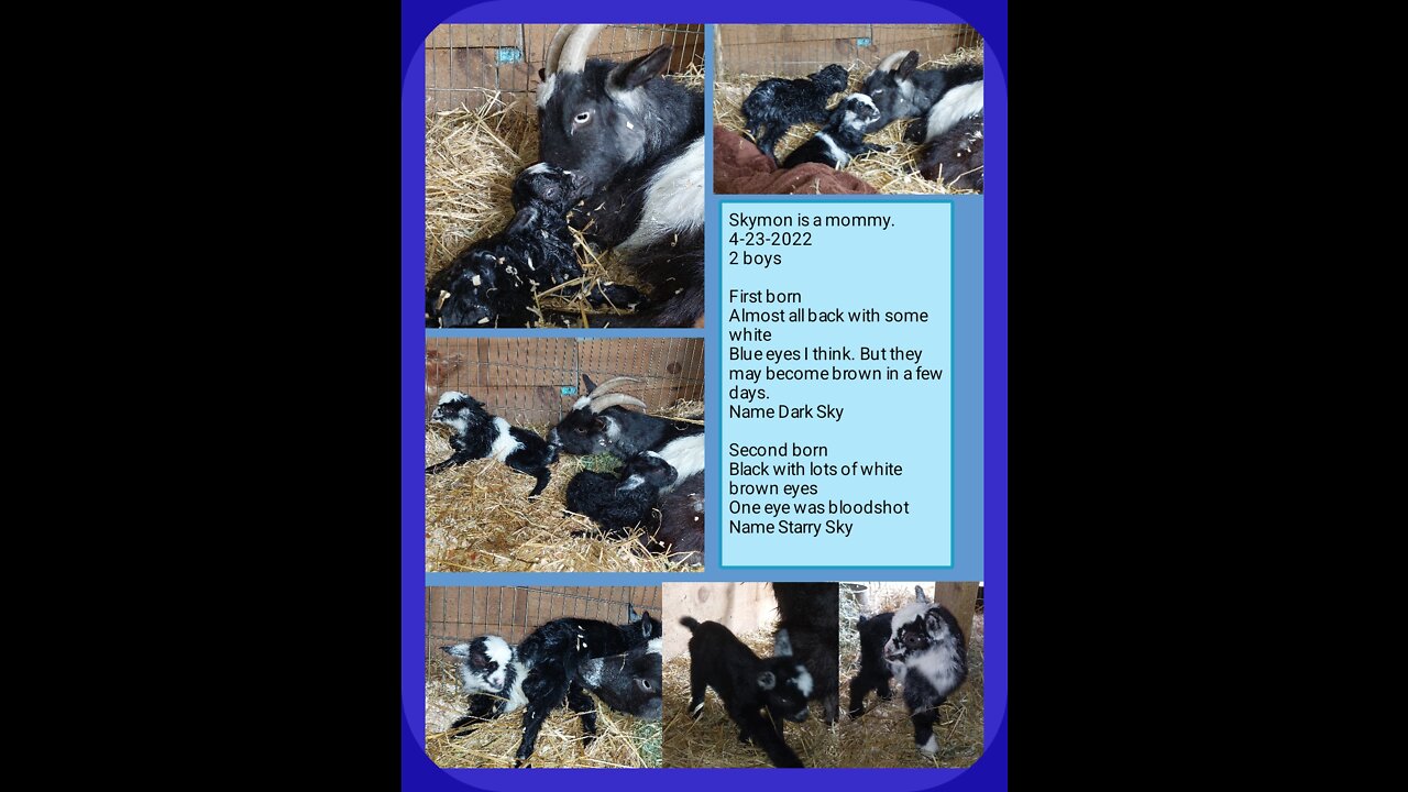Skymon the Nigerian Dwarf is a mommy. 4-23-2022 2 boys 03