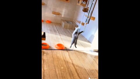 Cat dancing to Doraemon song