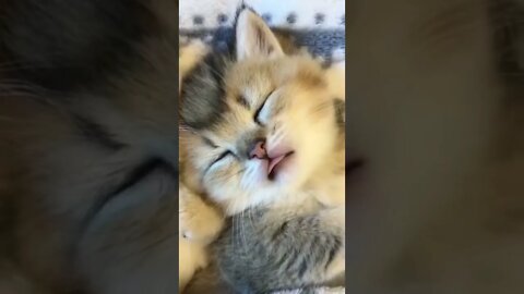 The way the kitten sleeps is so cute. Do you like it