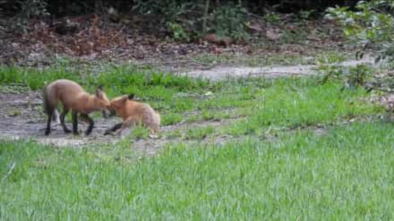 Raposas bebés divertem-se em quintal alheio