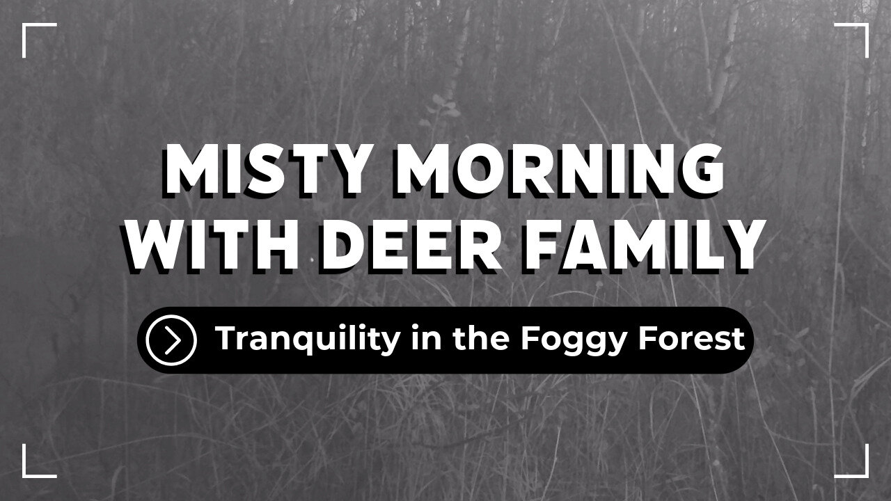 The Deer Family In The Morning Fog