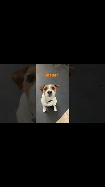 [Shorts 0049] JASPER [#dogs #doggos #doggies #puppies #dogdaycare]