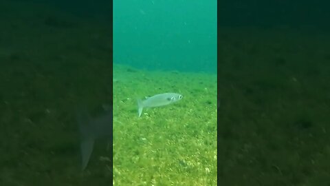 🐟 Freshwater Fish 🐟 at Wakulla Springs 04 #shorts