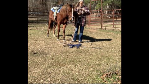 Colt training-groundwork preparing for first ride