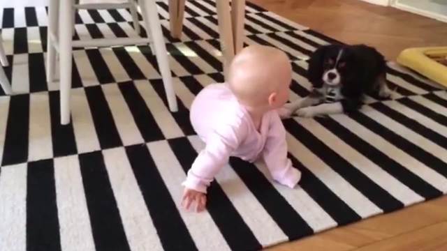 The Best Friends Forever: A Baby Girl And A Cocker Spaniel Pup