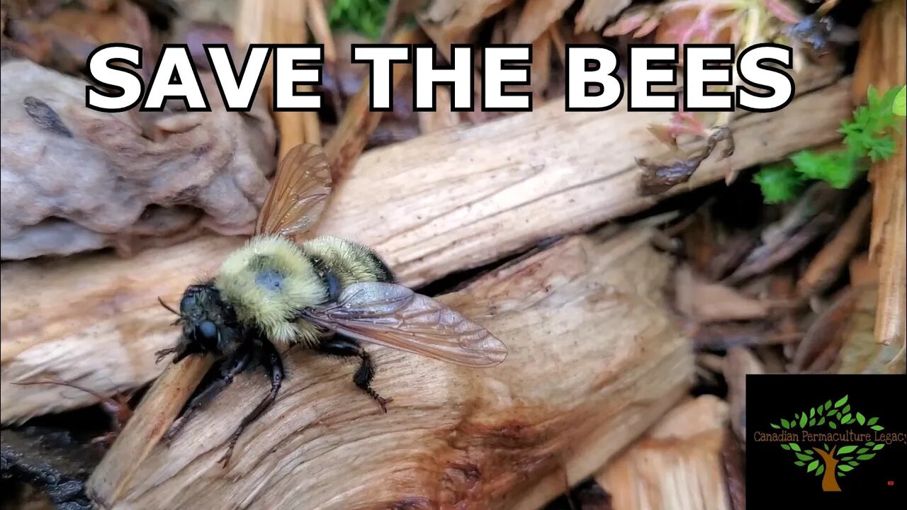 Save the bees - Bob's story