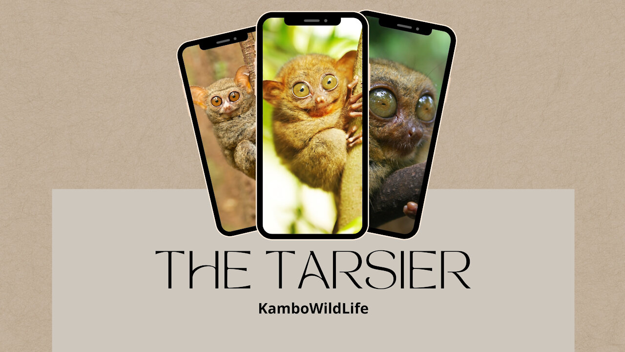 Tarsier Habitat