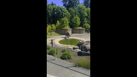 Elephant drinking water