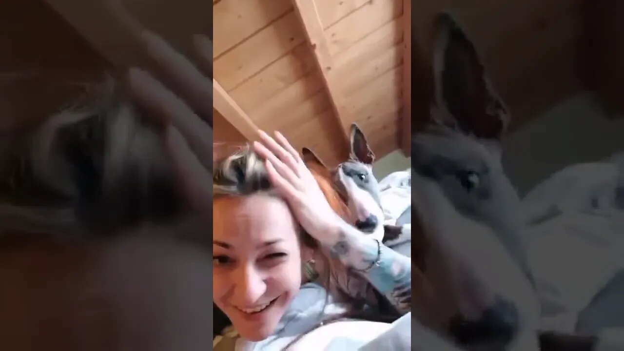 wake up mom, dog vs owner, funny dog, funny video