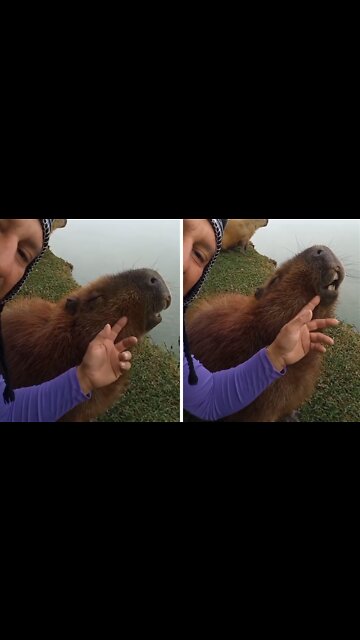 Friendly Capybara Loves Getting His Head Scratched