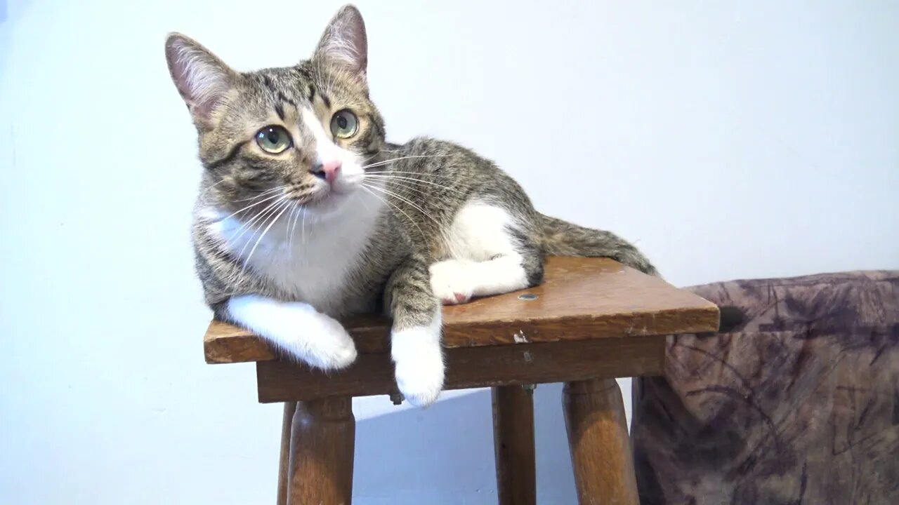 Cat Washes His Paws on a Chair