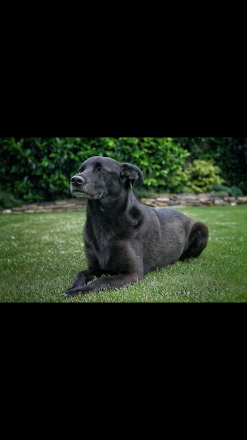 Entertaining Dogs Funny Cats - Funny Dogs And Funny Cats. (Funny Animals #225)