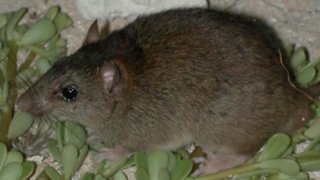 First Mammal Confirmed Extinct Due To Climate Change