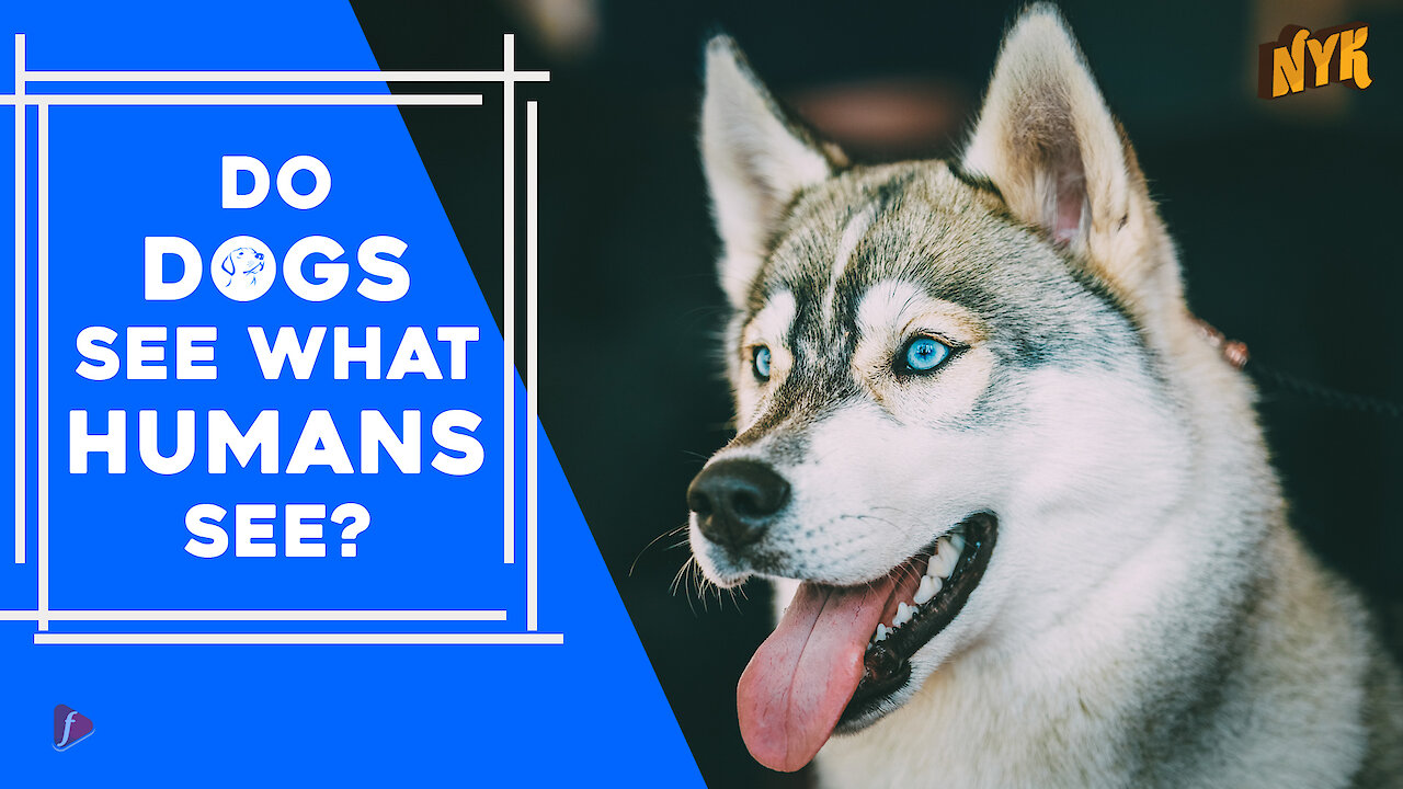 Do dogs see what humans see?