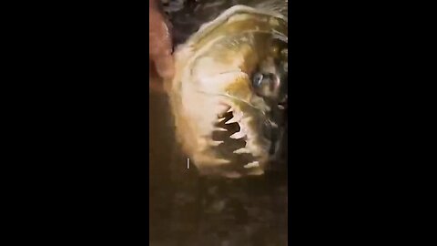 Dock Fishing and Tagging St Petersburg Florida | Grouper, Speckled Trout, Sheepshead Fishing Ep44