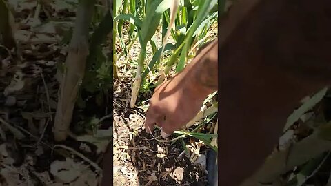 Garlic harvesting day!