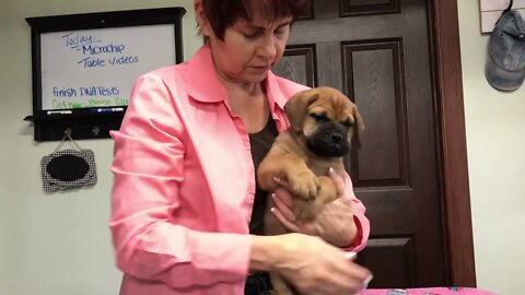 LonelyCreek cinnamon litter 7 wk old in two days Tucker.