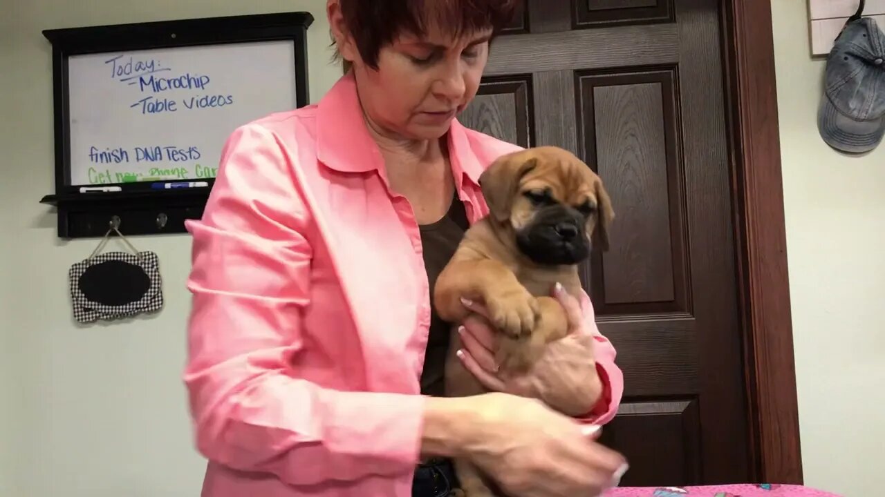 LonelyCreek cinnamon litter 7 wk old in two days Tucker.