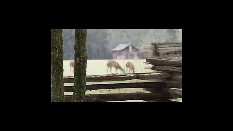 Deer in Chickamauga Military Park