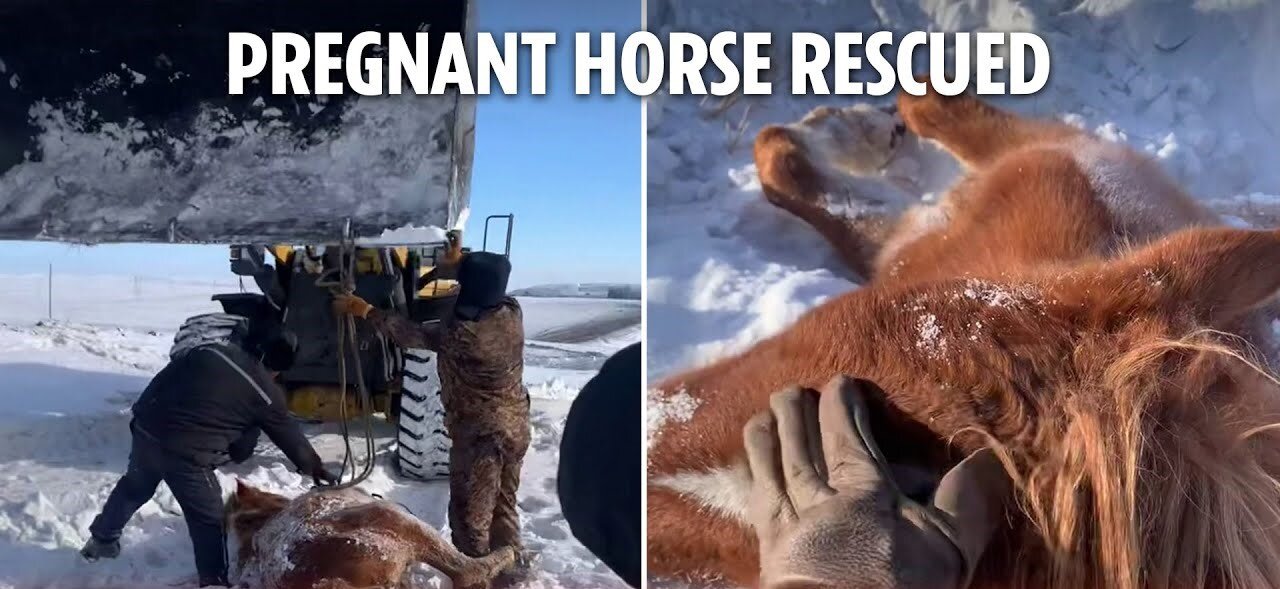 Heartwarming moment rescue team saves pregnant horse stuck in hole