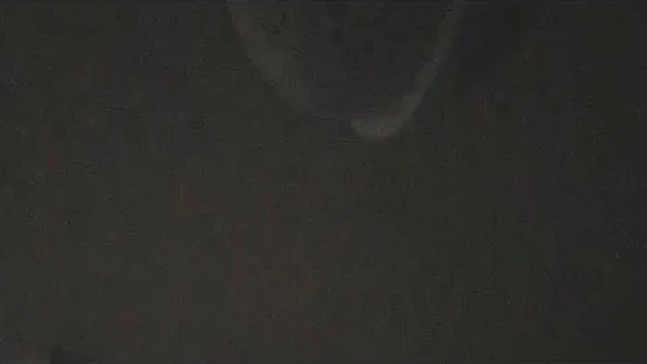 鸟儿