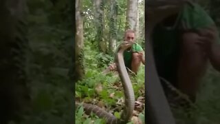 3.7 Meter KING COBRA!