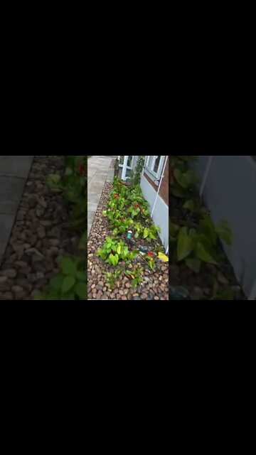 Natureza em torno da casa do Julio e da Tati