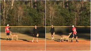 Il cervo che vuole fare due tiri a baseball