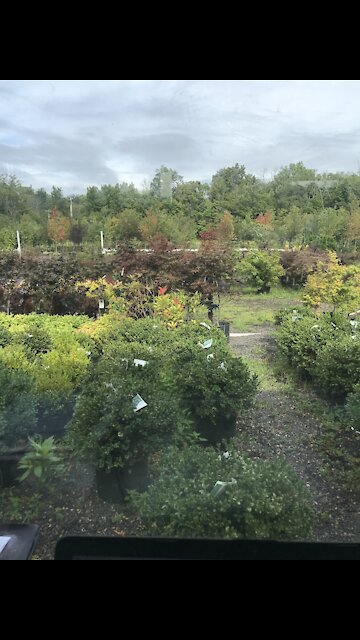 Caught on video 2 Buffoons in a rose garden