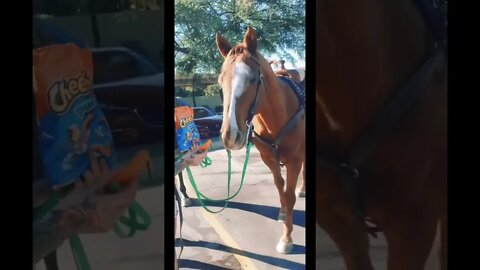 Horse Ate All My Cheetos?!??? #shorts #viralshorts #youtubeshorts #views #subscribe