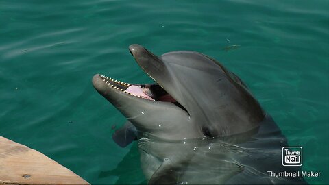Dolphin 🐬 best training