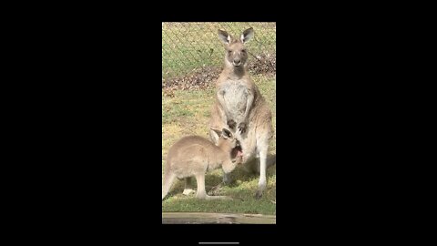 Joey and Mother Kangaroo in Australia