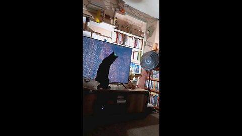 Cat watching TV