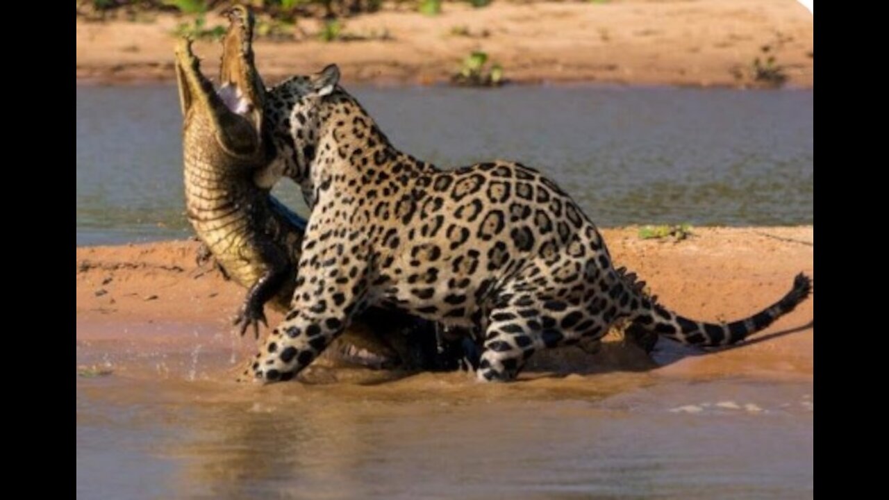 Jaguar hunts alligator in the forest of Amazonas-Brazil