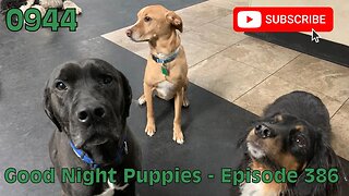 [0944] GOOD NIGHT PUPPIES - EPISODE 386 [#dogs #doggos #doggos #puppies #dogdaycare]